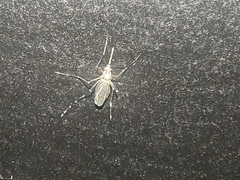 Aedes aegypti
