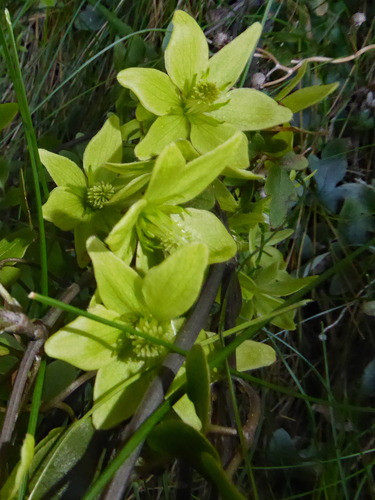 Clematis petriei