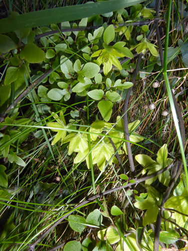 Clematis petriei, photograph 2