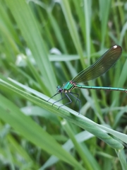 Calopteryx syriaca