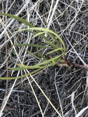 Lomatium linearifolium