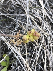 Lomatium linearifolium