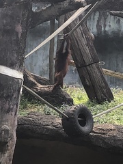 Pongo