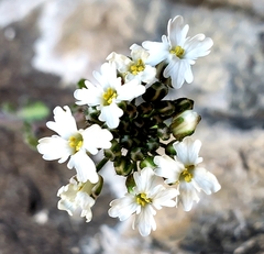 Dryopetalon runcinatum