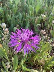 Centaurea polyacantha