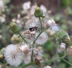 Graptostethus verticalis