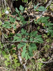 Lomatium californicum