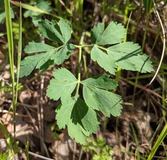 Lomatium californicum