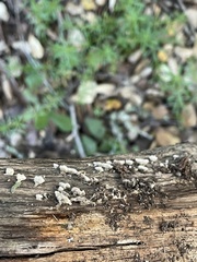 Stereum ochraceoflavum