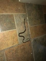 Coniophanes imperialis