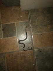 Coniophanes imperialis