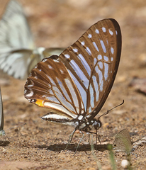Graphium xenocles
