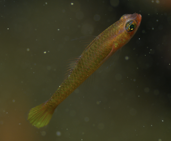 Citron Pygmygoby