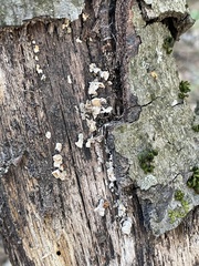 Stereum ochraceoflavum