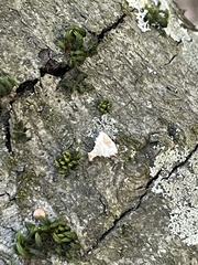 Stereum ochraceoflavum