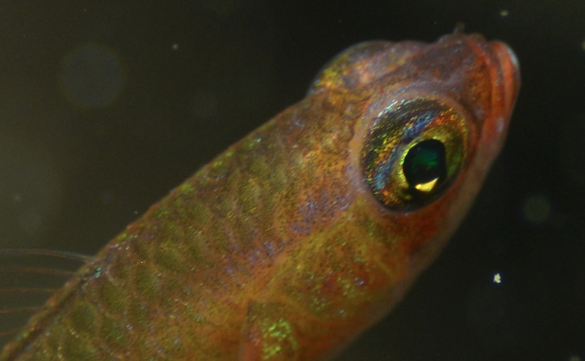Citron Pygmygoby photo 5