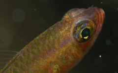 Citron Pygmygoby photo 2