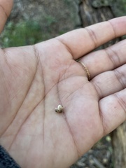 Stereum ochraceoflavum