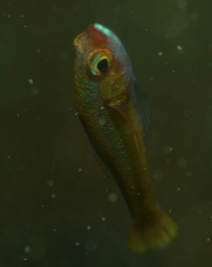 Citron Pygmygoby photo 6