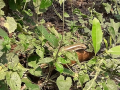 Eutropis carinata