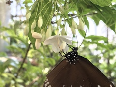 Euploea core
