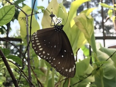 Euploea core