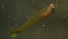 Citron Pygmygoby photo 3