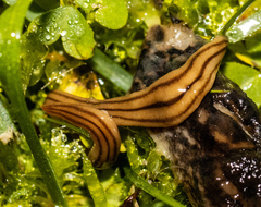 Continenticola