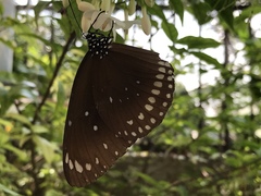 Euploea core