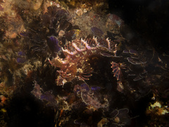 Heteroclinus roseus