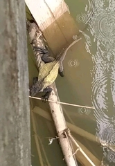 Hydrosaurus celebensis