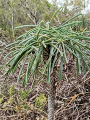 Euphorbia clava