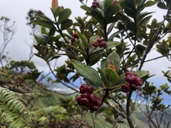 Syzygium sandwicense