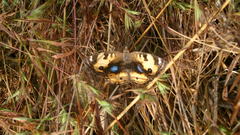 Junonia hierta hierta