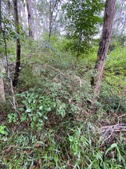 Homalanthus stillingiifolius