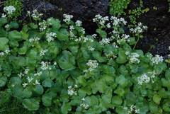 Cardamine asarifolia