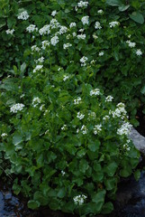 Cardamine asarifolia