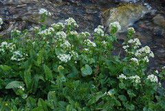 Cardamine asarifolia