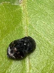 Penthimia nitida