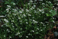 Arabidopsis halleri