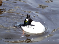 Bucephala clangula