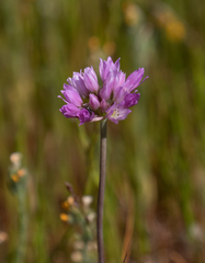 Allium serra