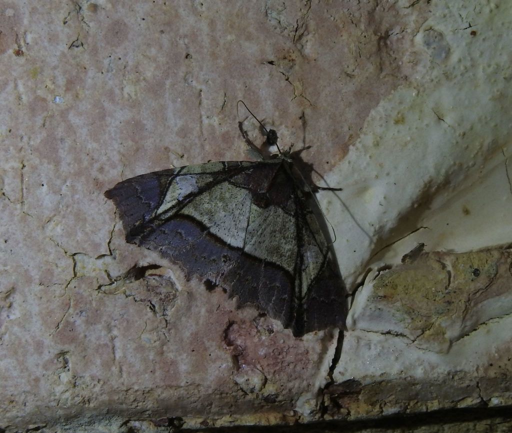 Tamba cyrtogramma