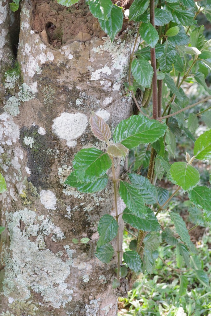 Assegai tree in April 2021 by Craig Peter · iNaturalist