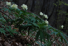 Cardamine kitaibelii
