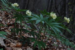 Cardamine kitaibelii