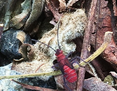 Leptocoris rufomarginatus