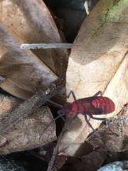 Leptocoris rufomarginatus