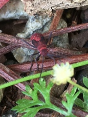 Leptocoris rufomarginatus