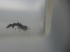 Cryptanusia aureiscutellum